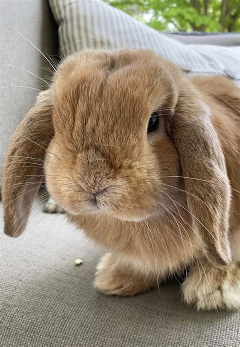 asstr bunny|bunny .